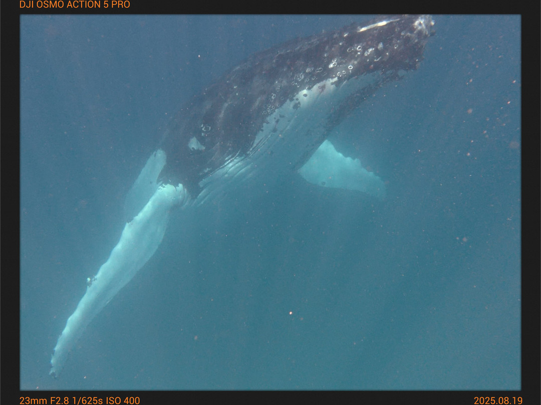 Deep Blue Diving-努库阿洛法必去景点