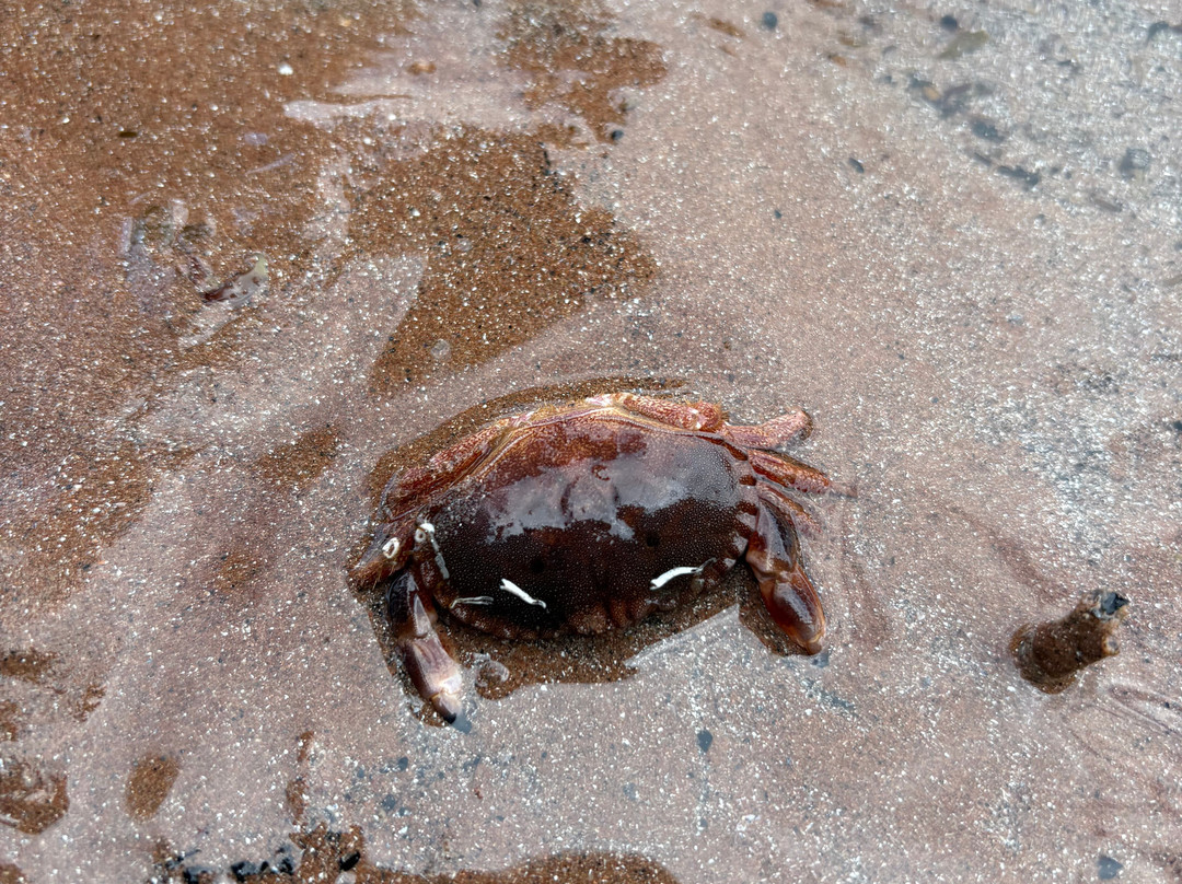 Paignton Beach-佩恩顿必去景点