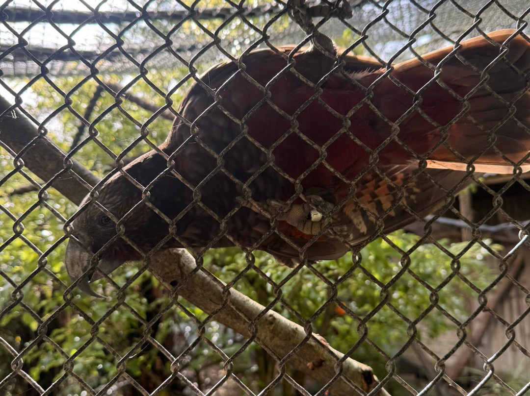 Ōtorohanga Kiwi House-奥托罗杭格必去景点