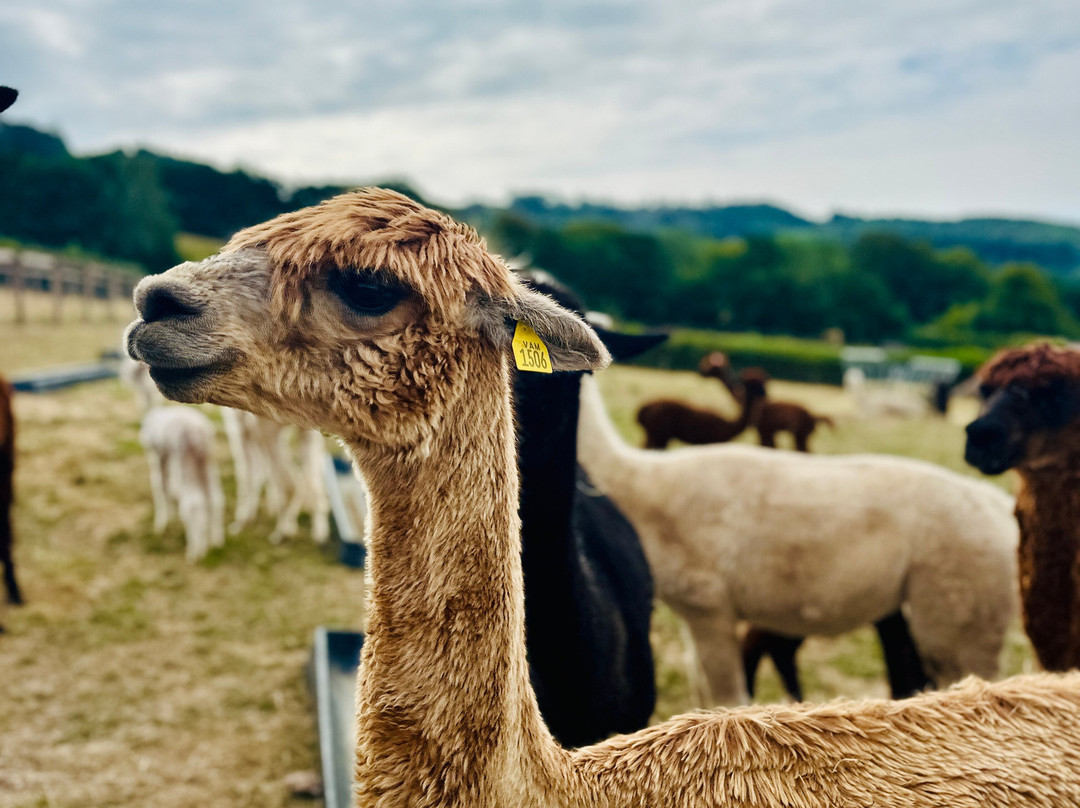 Cute Farm Experience-切普斯托必去景点