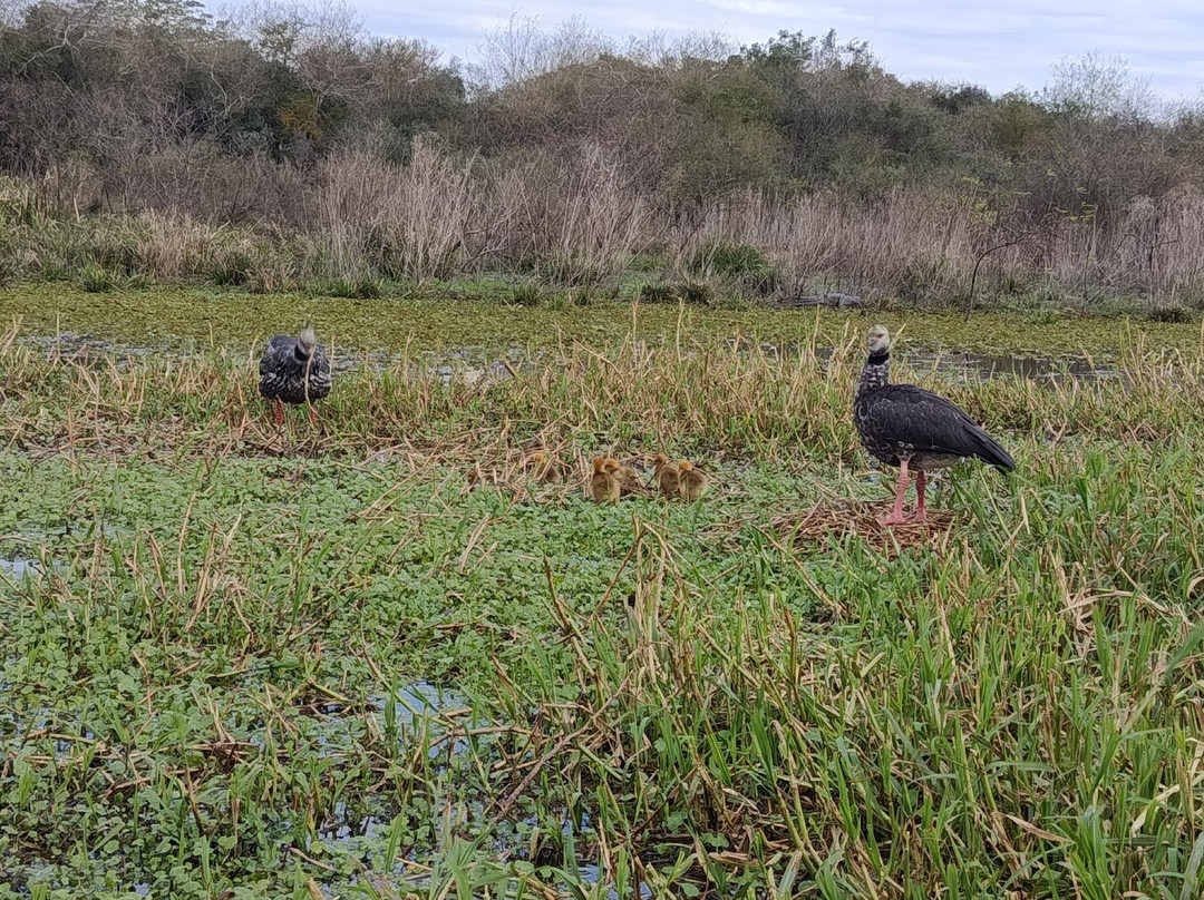Posada El Yacare主图