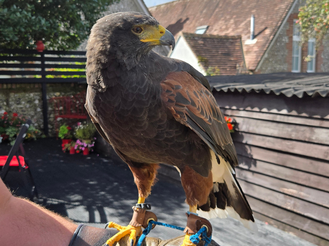 West Sussex Falconry-Compton必去景点