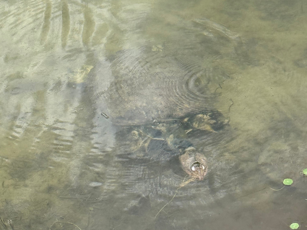 Barkley Square Dog Park-迪兰必去景点