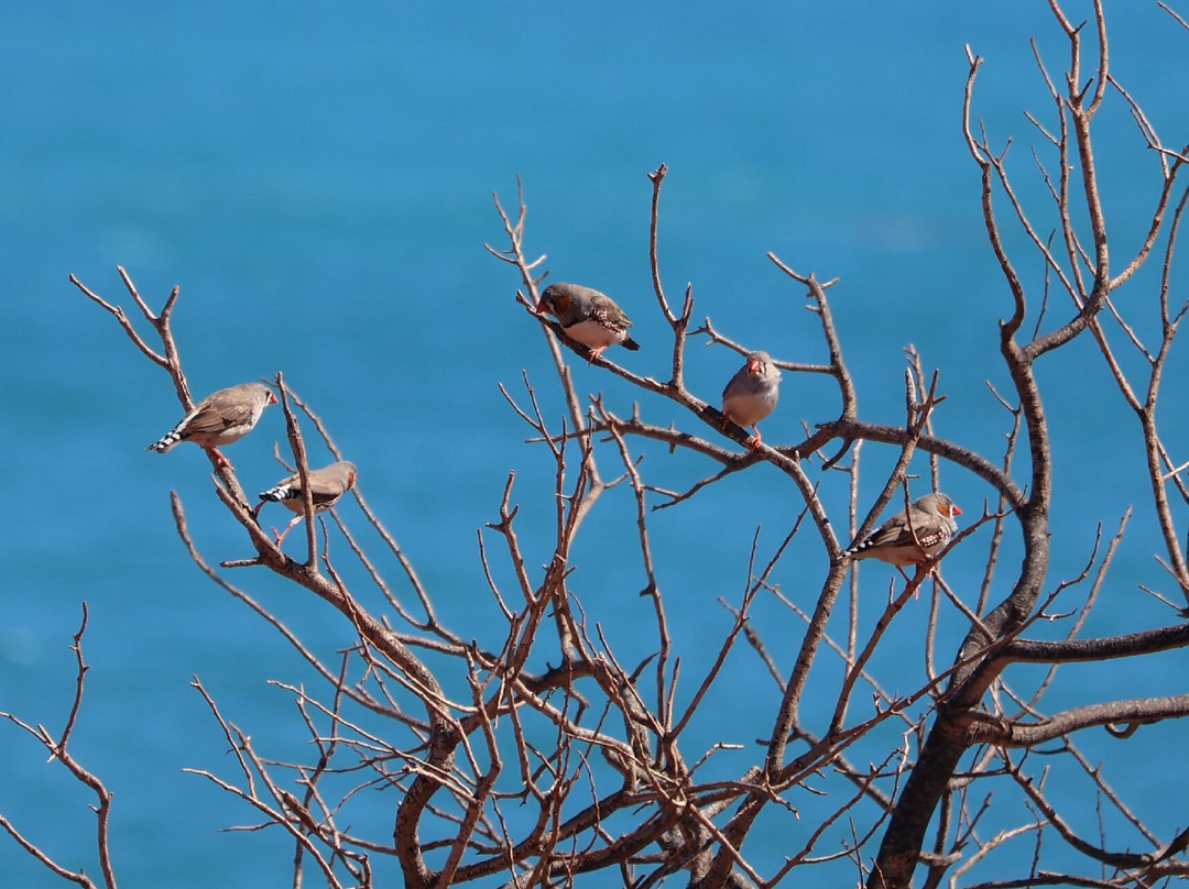 Shark Bay Coastal Tours-德纳姆必去景点