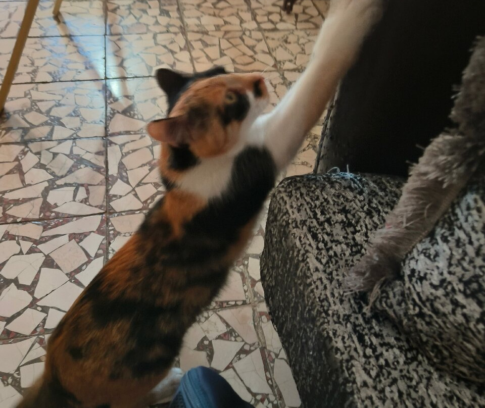 Agroturizem Hotel Vila Franceze主图