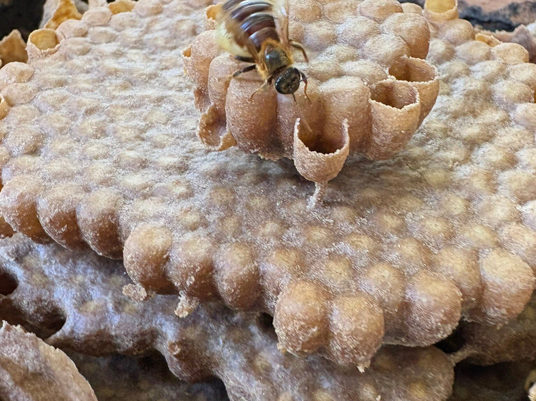 Meliponário Doce Paraíso-Colombo必去景点