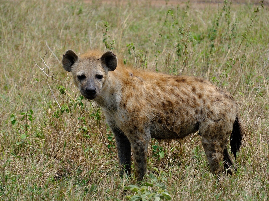 Bongo Plan-Dar es Salaam必去景点