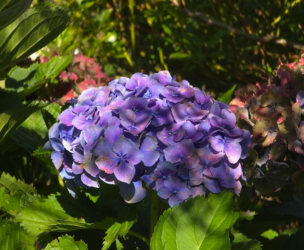 Plant World Gardens & Nursery-牛顿阿伯里必去景点