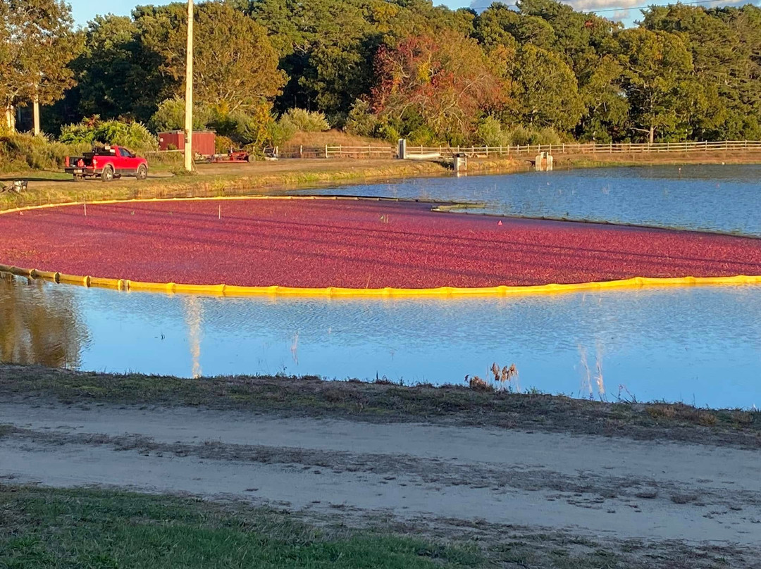 Halls Cape Cod Cranberries-Harwich必去景点