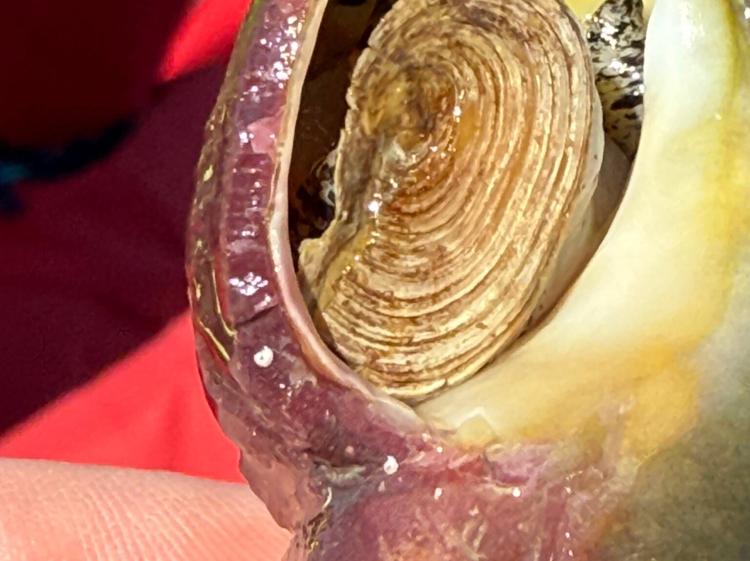 Whaler's Quest Ocean Adventures-Red Bay必去景点