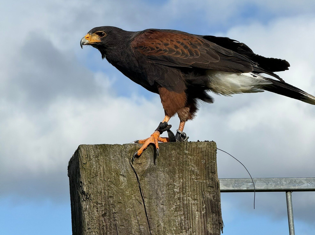 Silkeborg Rovfugleshow-Them必去景点
