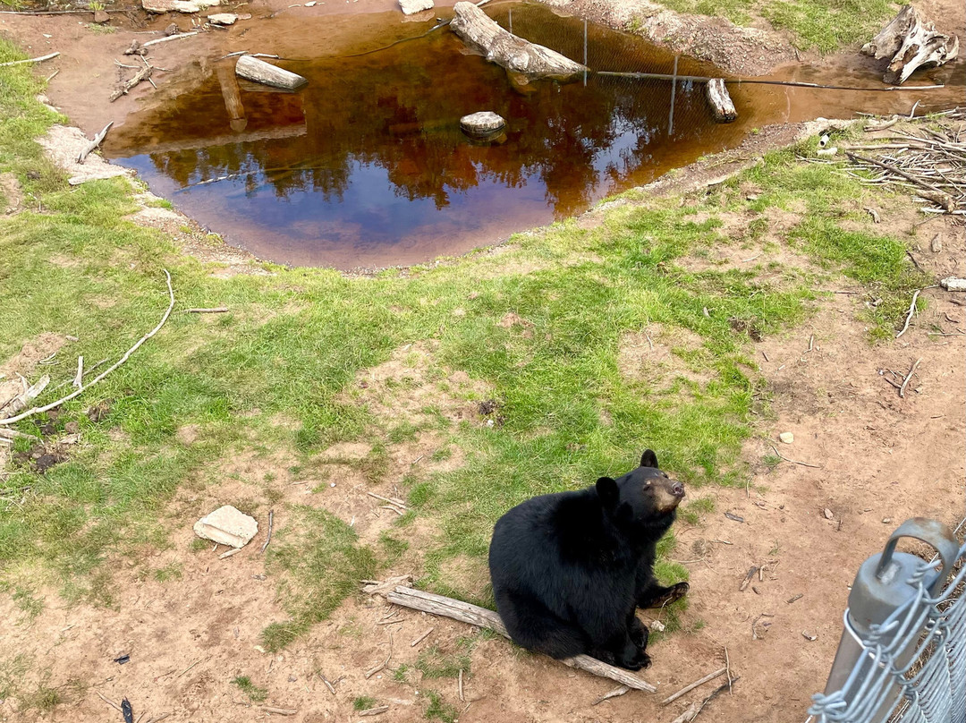 Oswald's Bear Ranch-Newberry必去景点