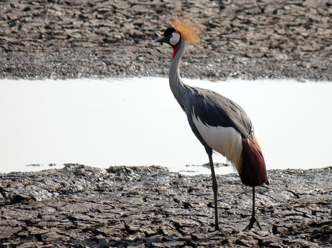Nyika Discovery Ltd-阿鲁沙必去景点