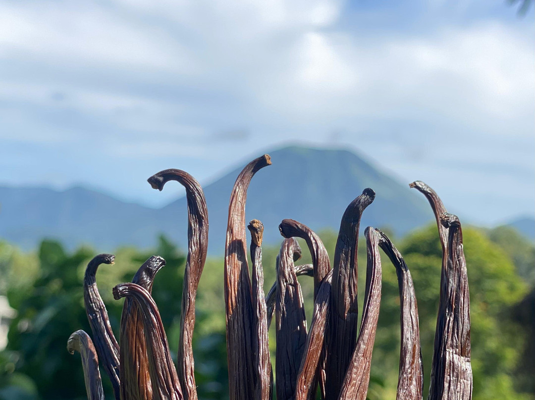 Wale Vanilla-Tomohon必去景点