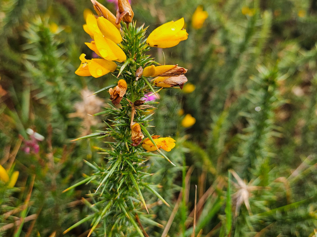 Tigh ’N Alluis - Irish Sweat House-Glencullen必去景点