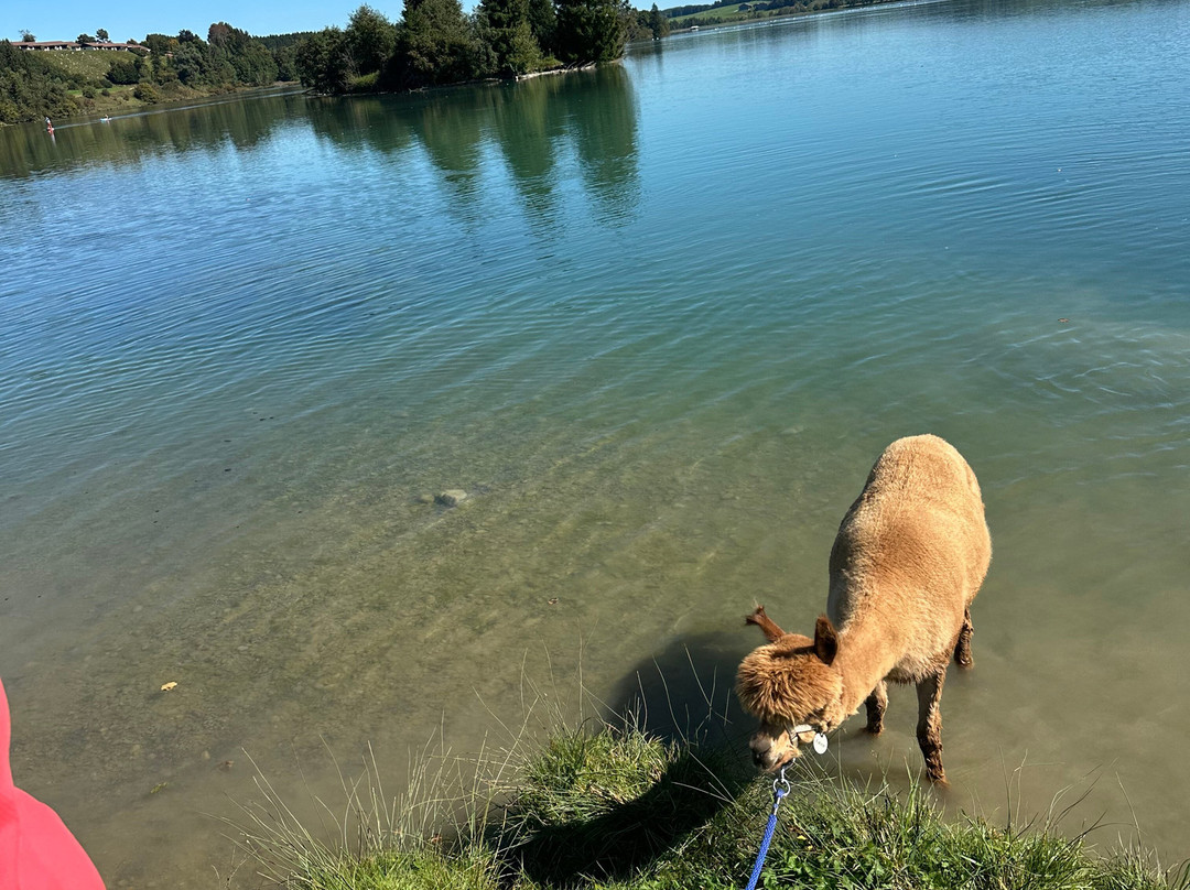 Alpen Alpakas-Lechbruck必去景点