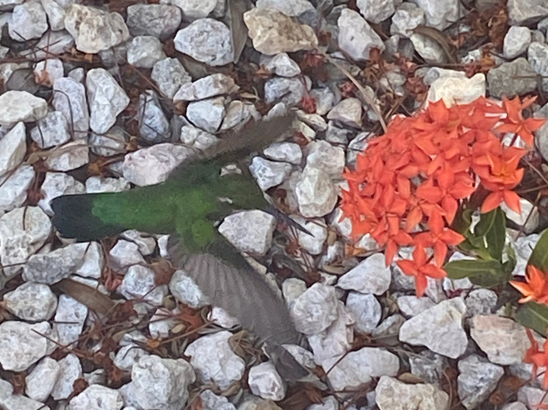 Caribbean Palm Village Resort主图