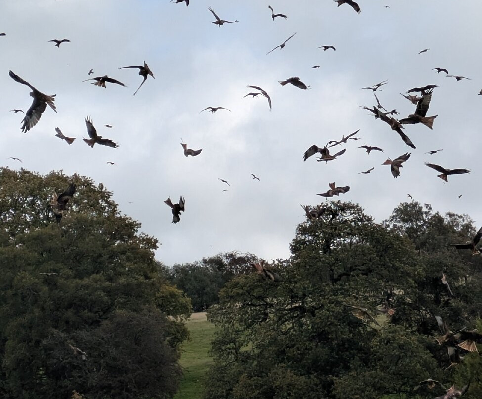 Gigrin Farm Red Kite Feeding Centre-Rhayader必去景点