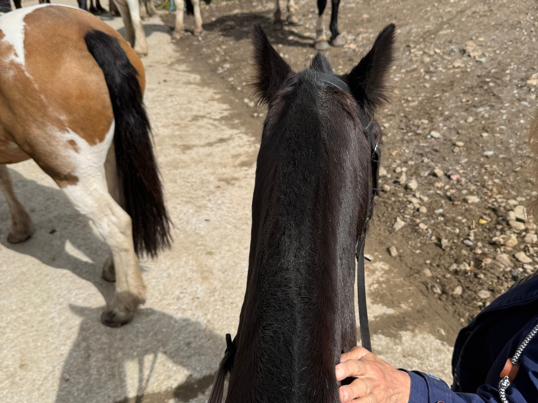 Cholwell Riding Stables-Mary Tavy必去景点