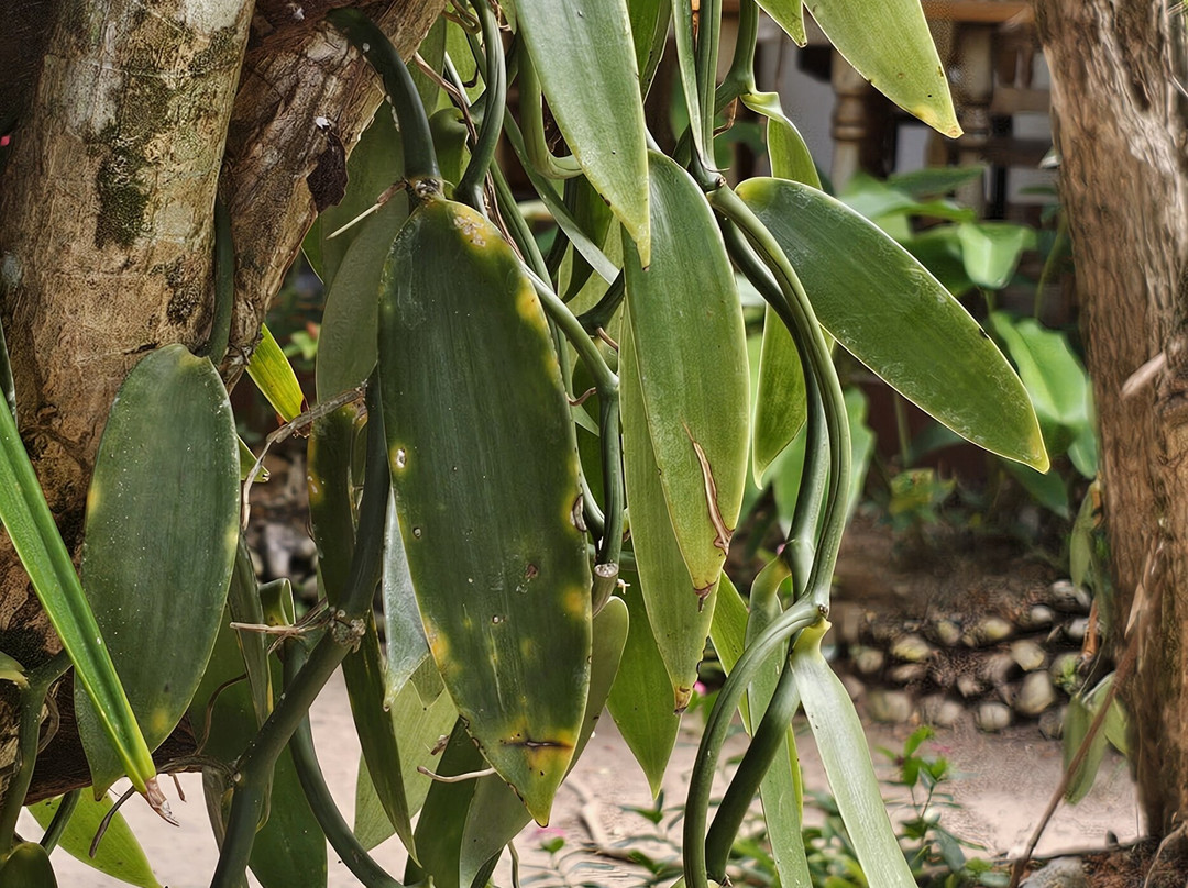 Praslin Museum-普拉兰岛必去景点