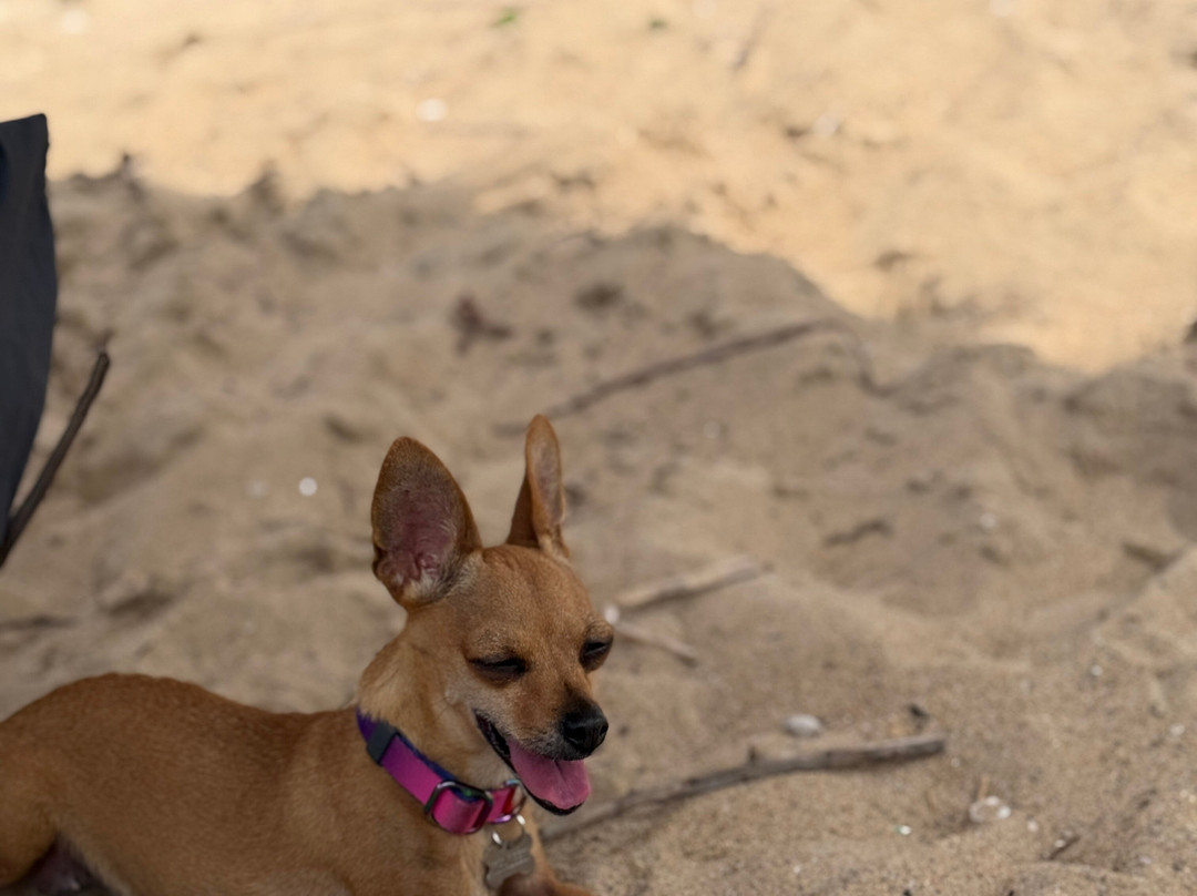 Hotel Villa Polinesia Chamela主图