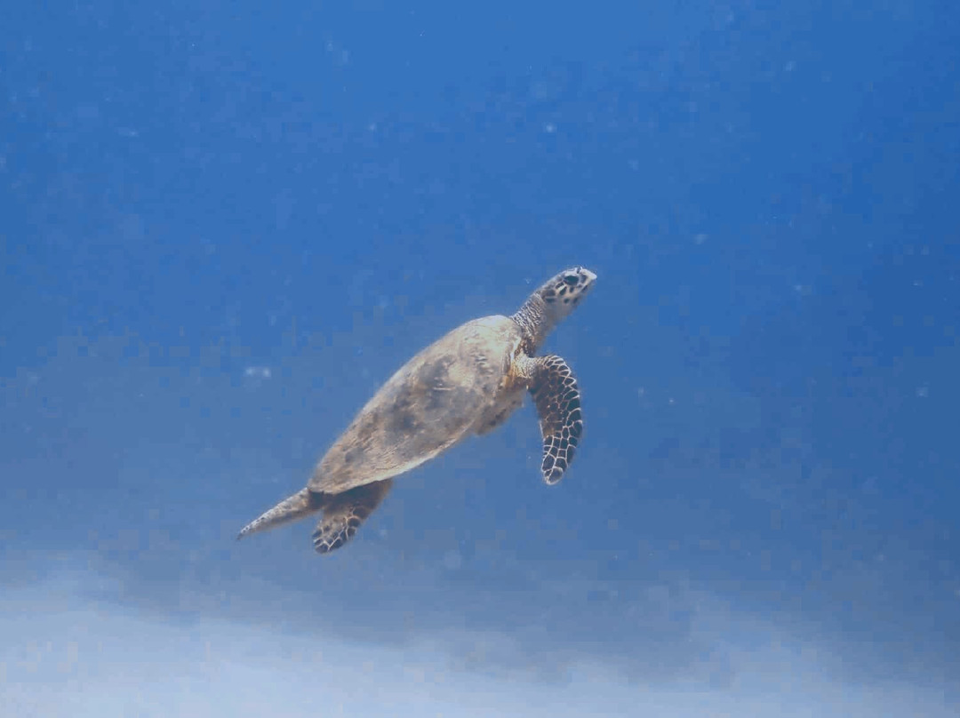 Aquarius Diving Club-马卡迪湾必去景点