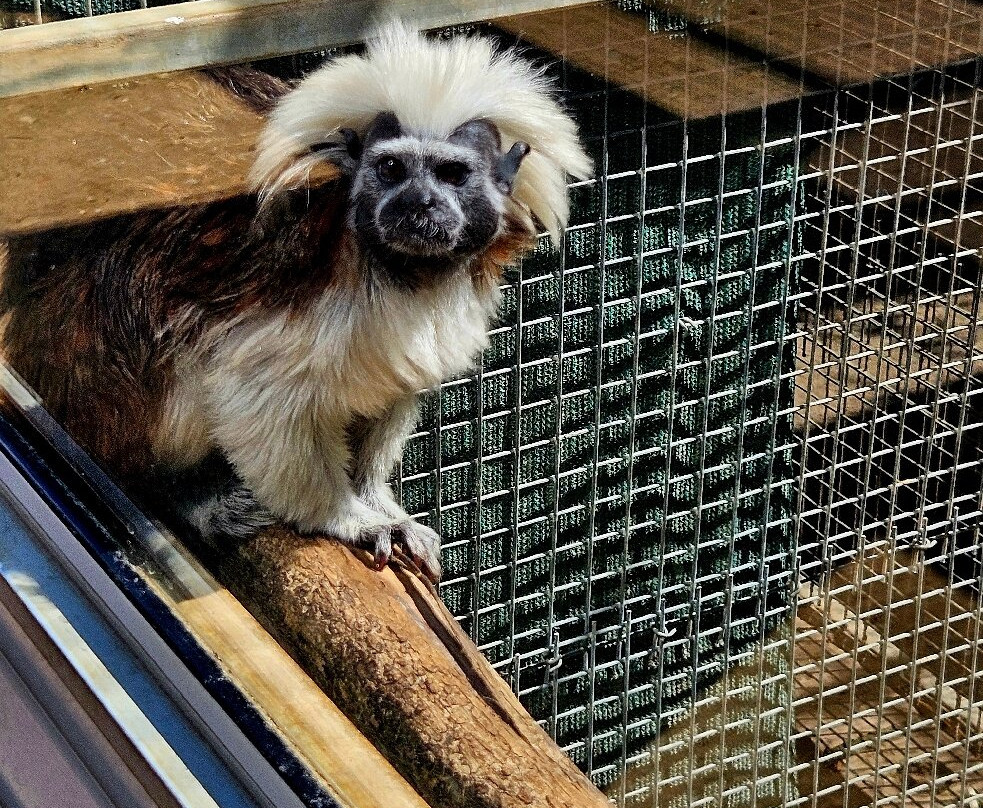 Halls Gap Zoo-贺思盖必去景点