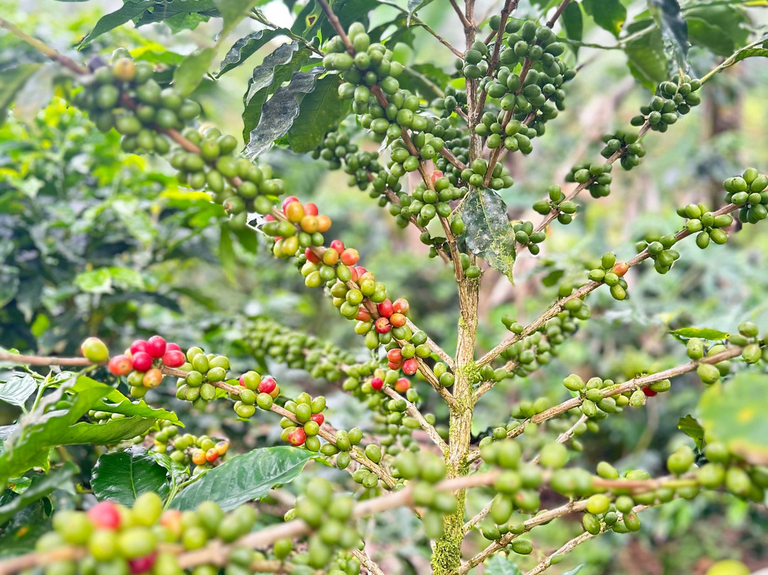 Jungle ATV Quad Tours-乌维塔必去景点