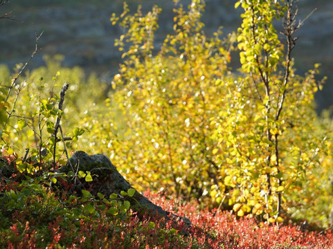 Salamapaja-奥卢必去景点