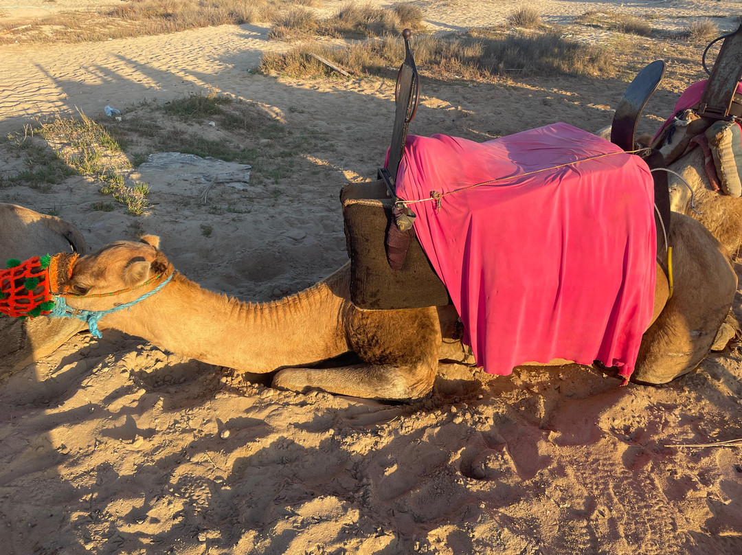 Ennakhil de tourisme Djerba-米栋必去景点