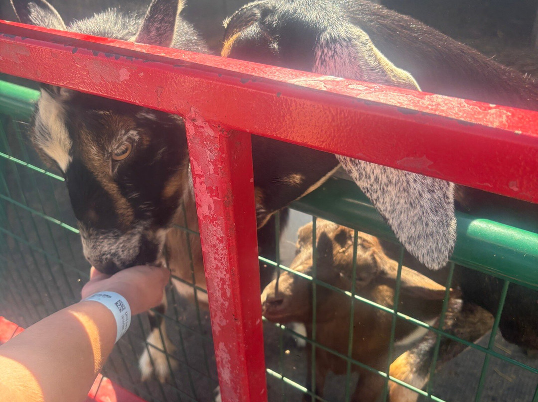 Goats on the Roof-皮金福奇必去景点