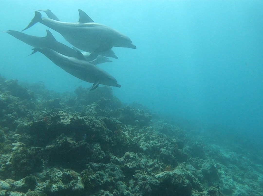 Dive Point Zanzibar-Matemwe必去景点