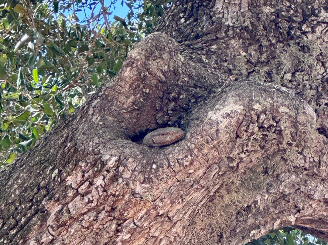 Npa Leopard Safari-蒂瑟默哈拉默必去景点