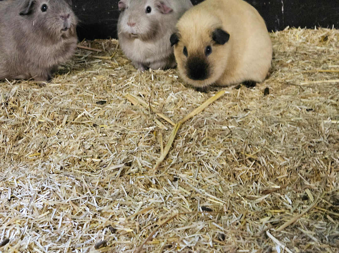 Boerderij Daalhoeve-马斯特里赫特必去景点