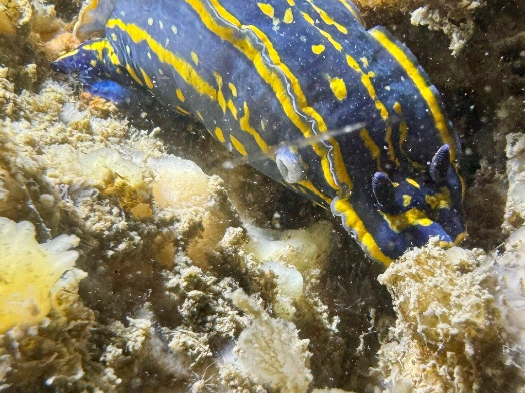 L'ArcaDive - Arcachon Plongee-Mios必去景点