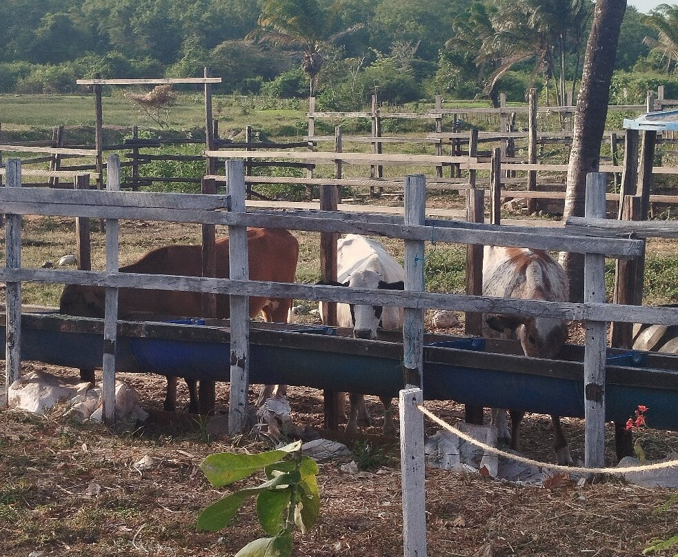 Fazenda Mironga-Soure必去景点