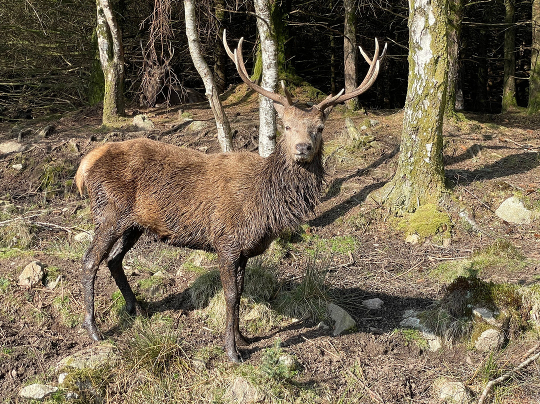 Bainloch Deer Park-Dalbeattie必去景点