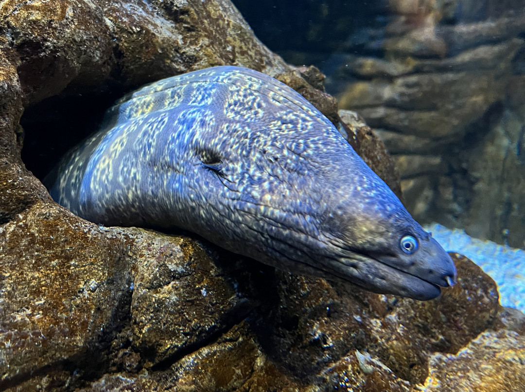 SEA LIFE Benalmadena-班纳玛德纳必去景点