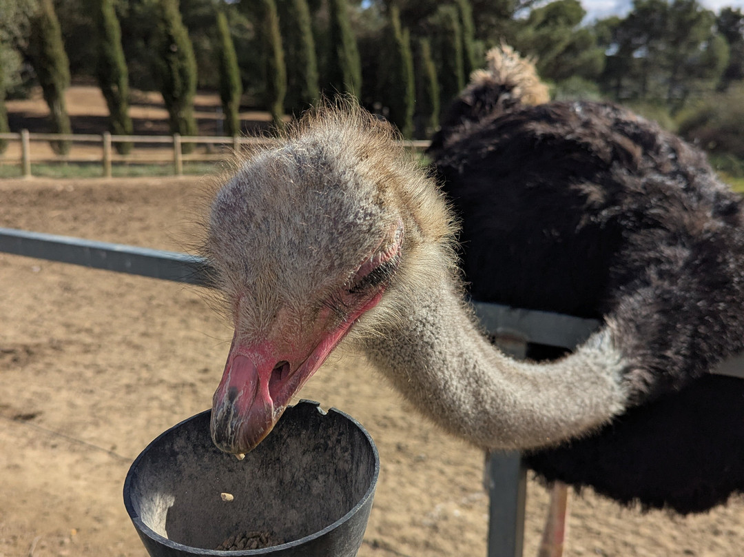 Le Parc Australien-卡尔卡松必去景点
