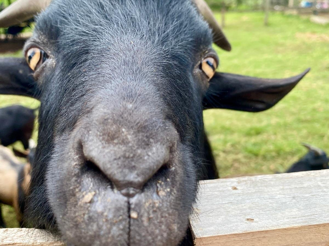 Laos Buffalo Dairy-琅勃拉邦必去景点