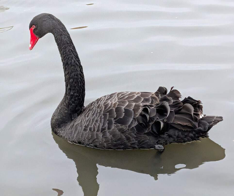 WWT Slimbridge Wetland Centre-Slimbridge必去景点
