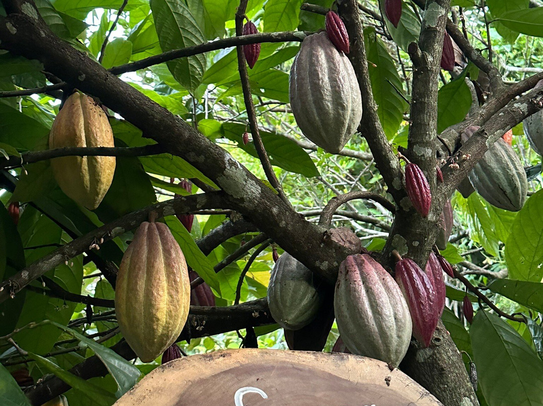 Ella Spice Garden-埃勒必去景点