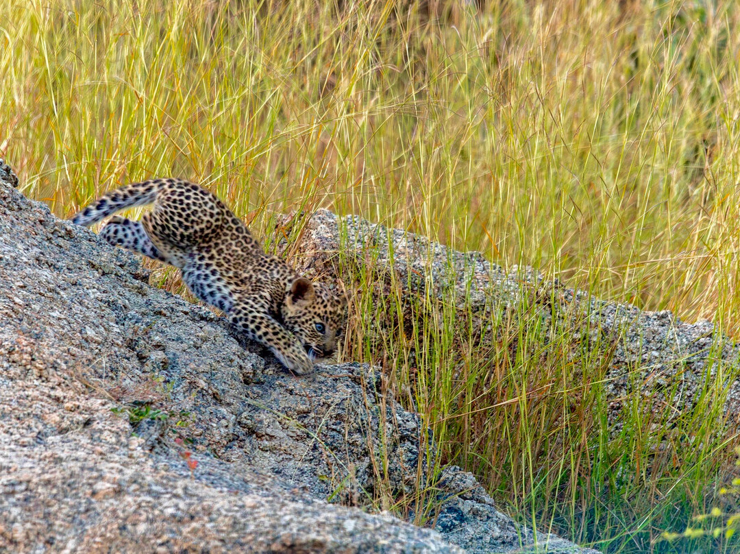 Bijapur Lodge Jawai主图