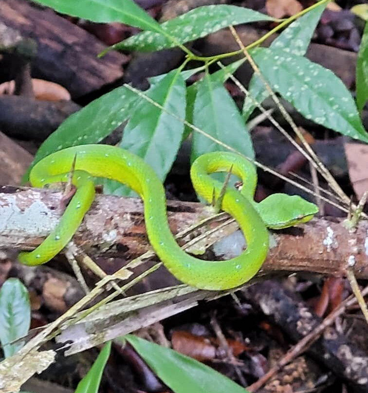 Bako National Park-古晋必去景点