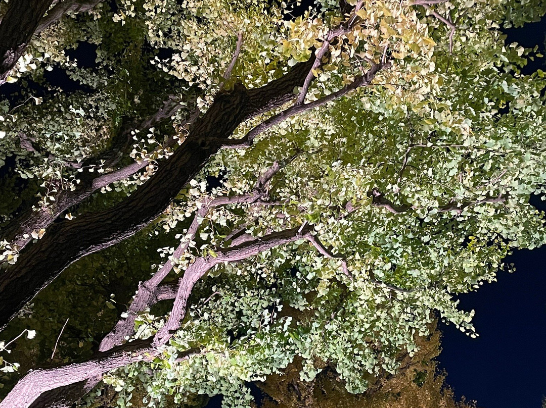 Jingu Gaien Ginkgo Tree-lined Street-港区必去景点