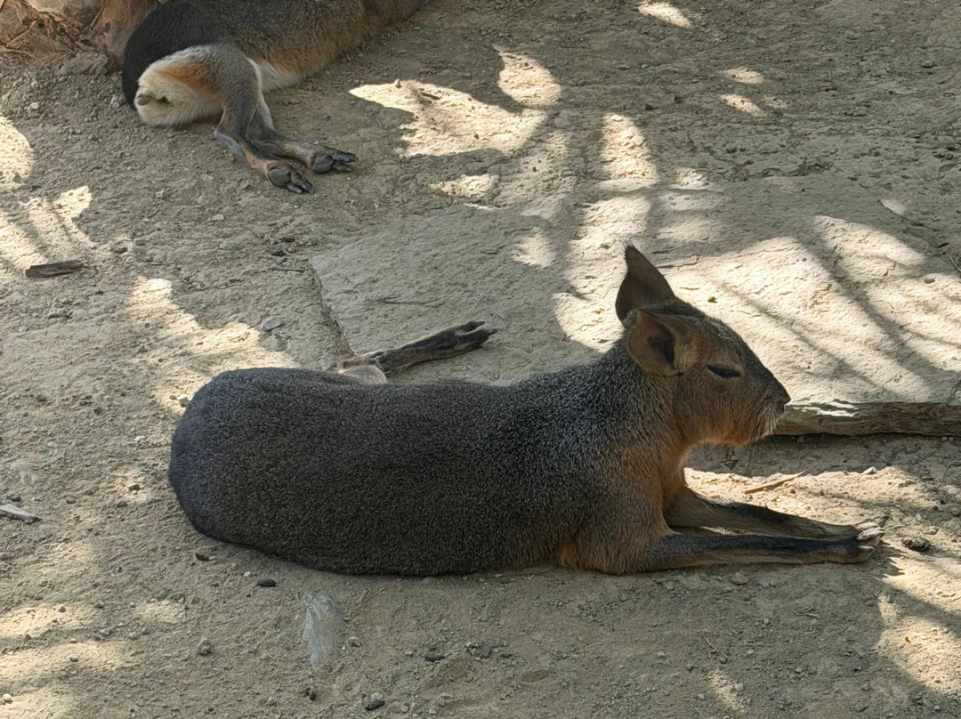 Crocodile Park-托雷莫里诺斯必去景点