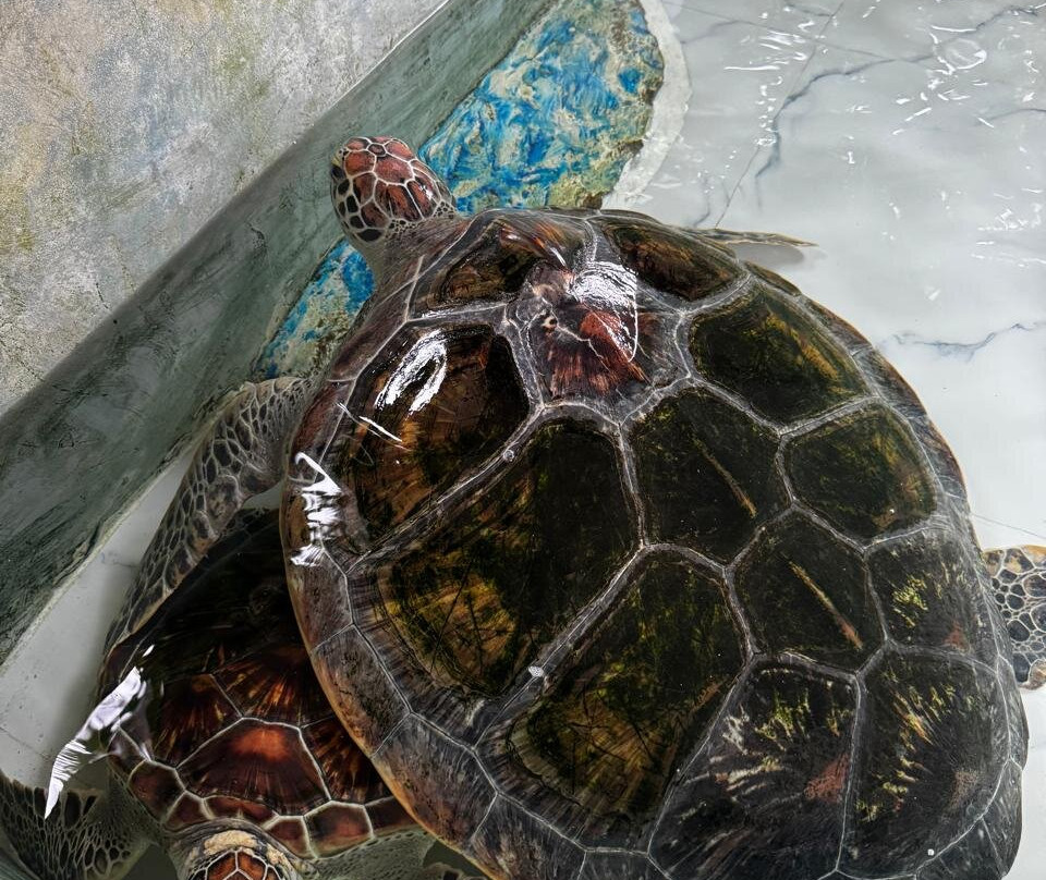 Sea Turtle Farm Galle Mahamodara-加勒必去景点