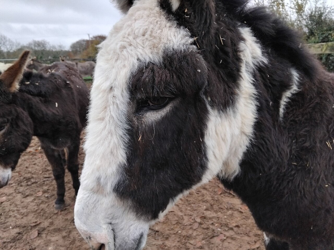The Donkey Sanctuary-西德茅斯必去景点