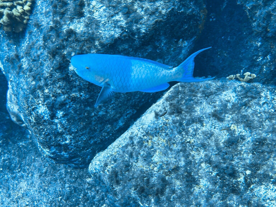 Dive Cabo Pulmo-Cabo Pulmo必去景点