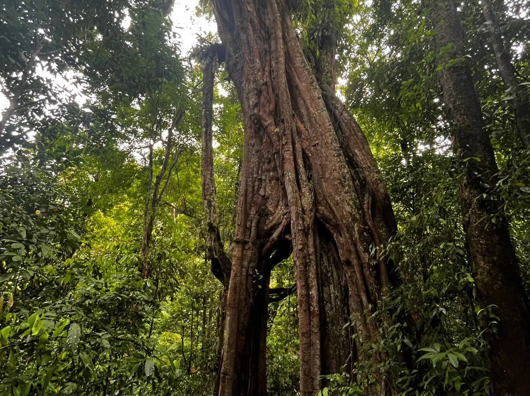 Rudy Ketambe Sumatra Jungle Trekking-Ketambe必去景点